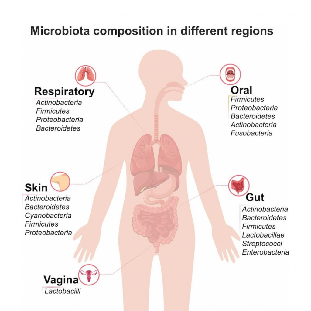 Các hệ vi sinh vật trên cơ thể người và các loại vi khuẩn chiếm ưu thế trong khoang miệng, đường hô hấp, da, ruột và âm đạo